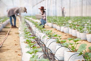 Things You Need To Know When Starting Your Organic Farm